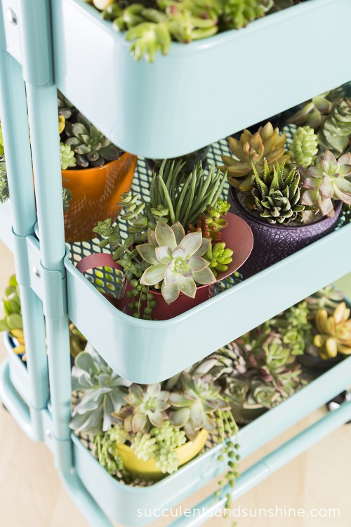 Succulents-in-an-Ikea-Cart-Succulents-and-Sunshine-500x750